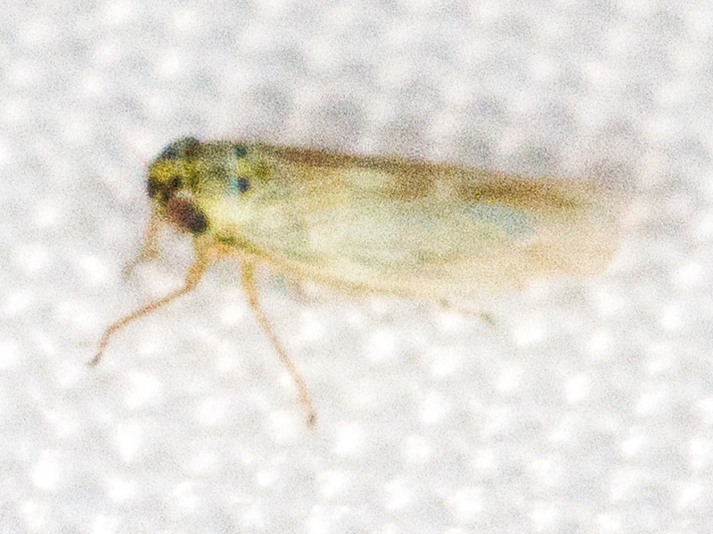 Macrosteles laevis